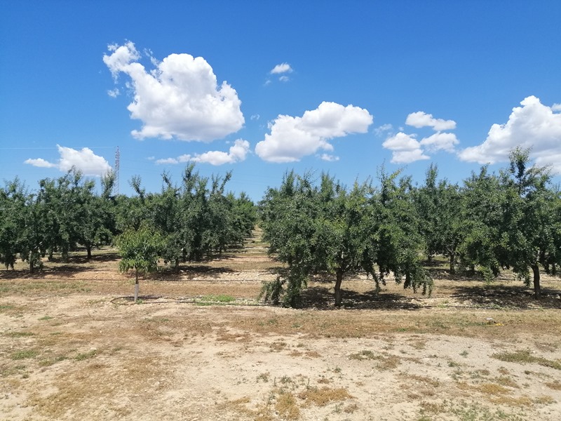 Campo de almendros en las Islas Baleares