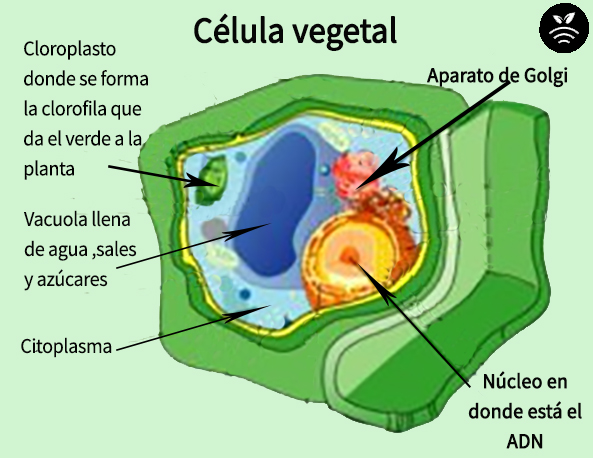 célula