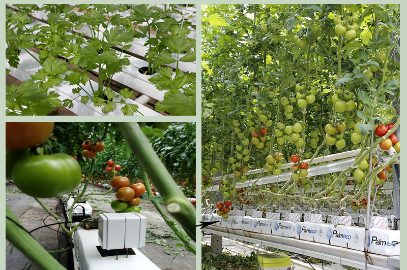 Cultivos hidropónicos