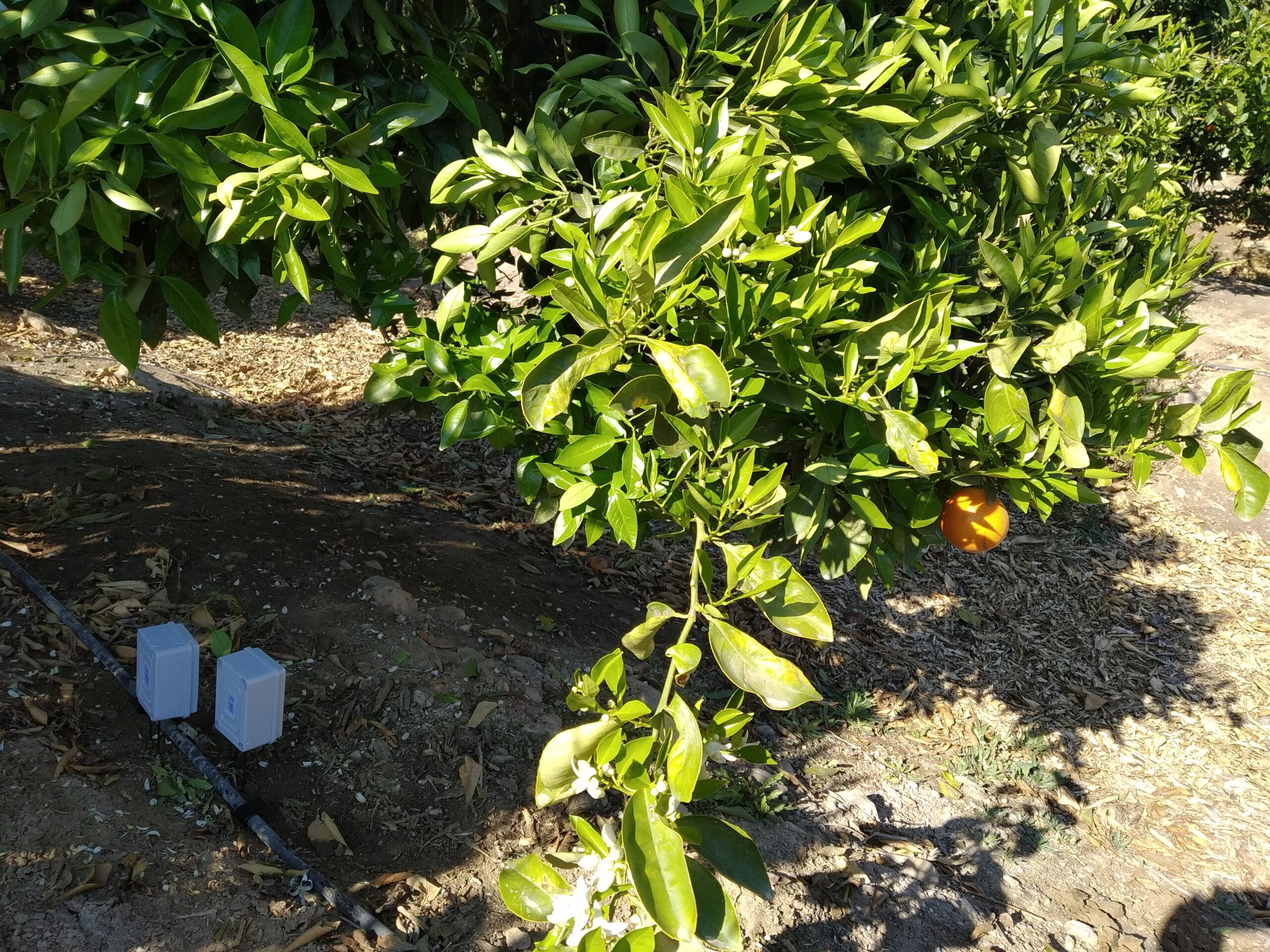 Sensores-agricultura en Murcia