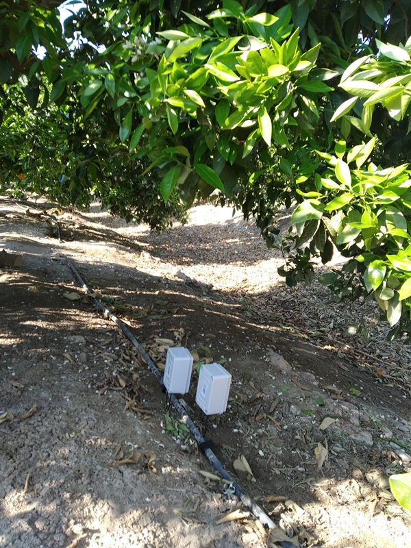 Sensores agrícolas en cítricos