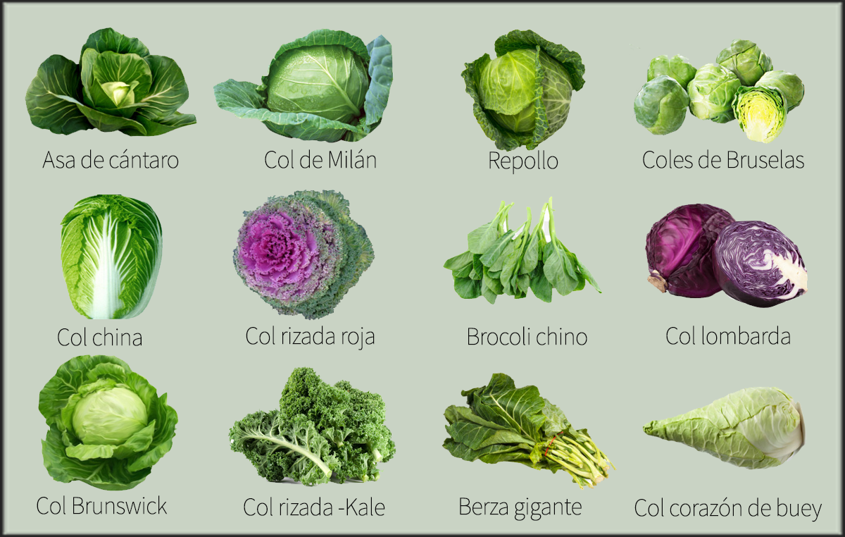 Variedades de coles-Kale