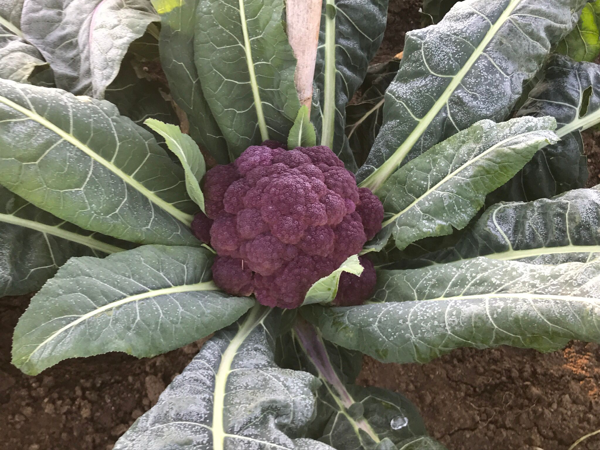 coliflor morada