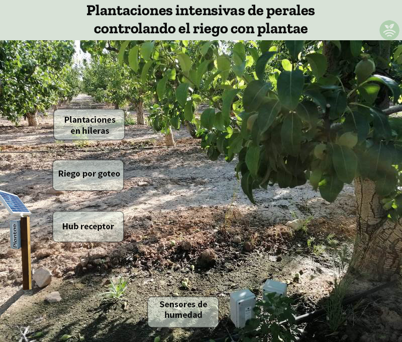 Riego controlado de peras de Lleida