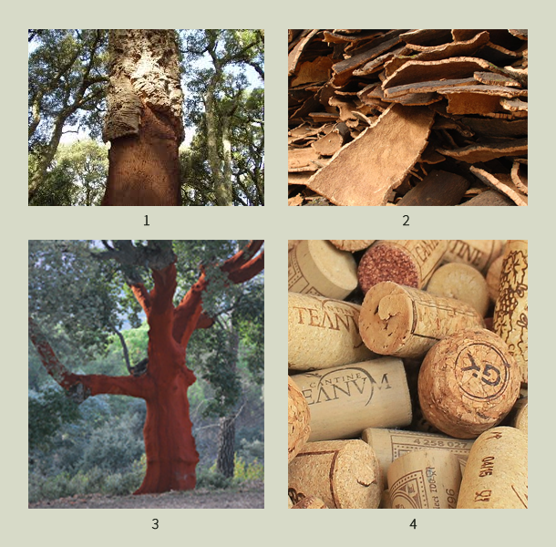 El alcornoque en España