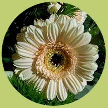 Crema con centro negro