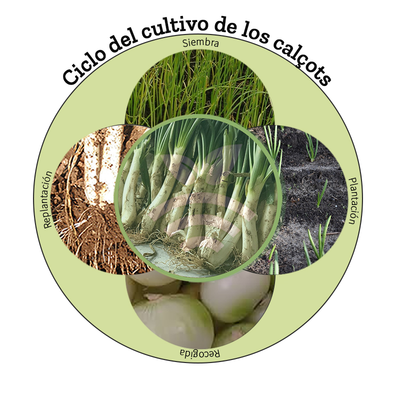 Cultivo de calcots