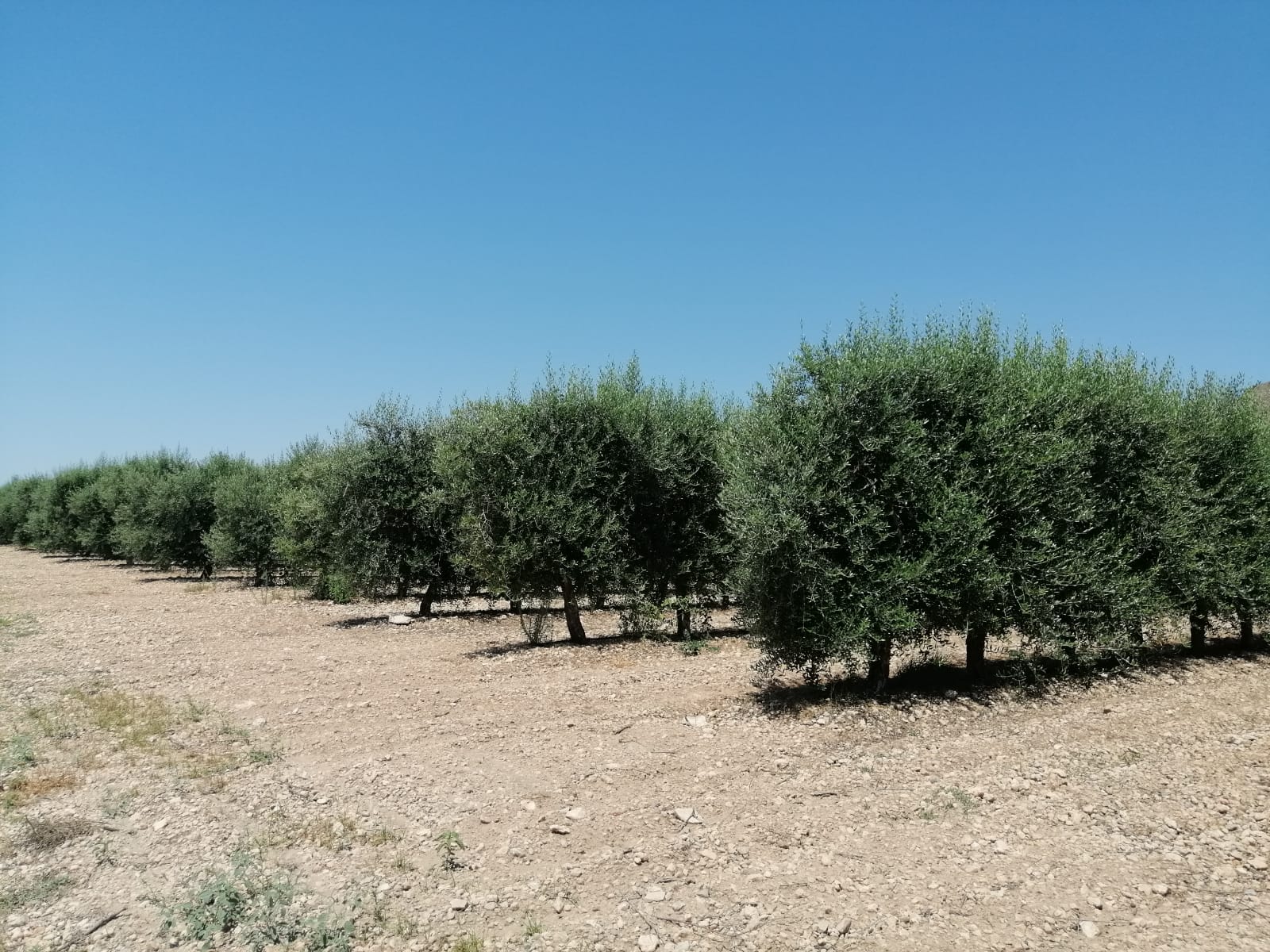Riego controlado en nogal intensivo