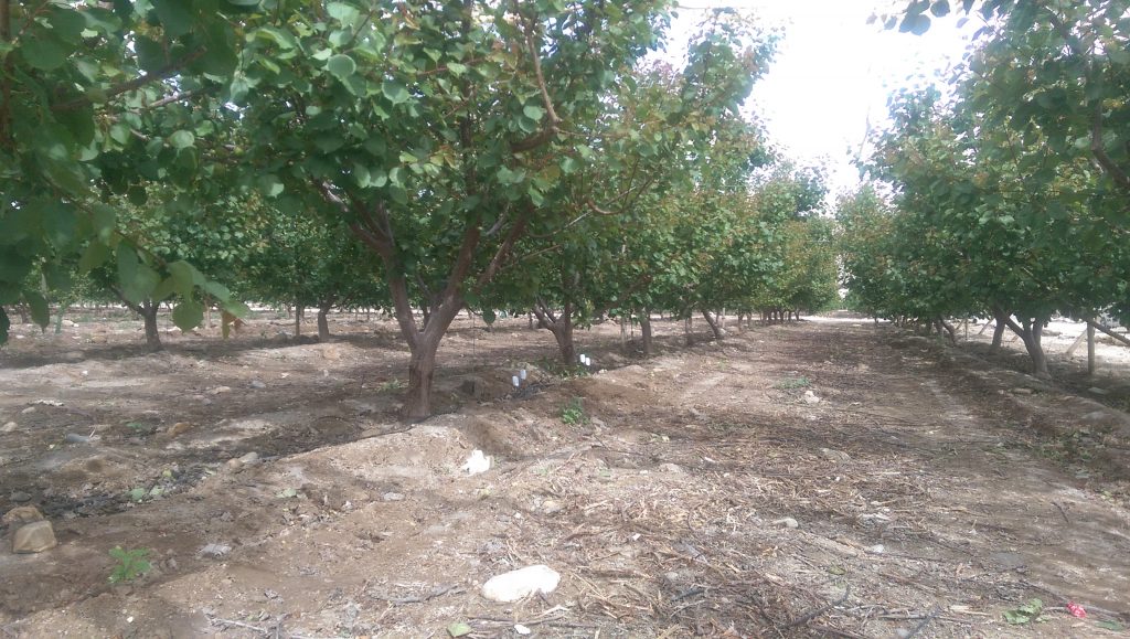 Frutas Durán-Reportaje en Diario del Campo