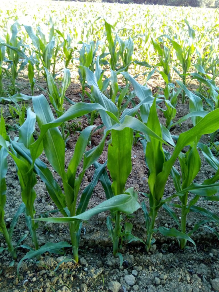 Campo de maíz-Bioeconomía