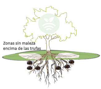 Esquema de producción de las trufas