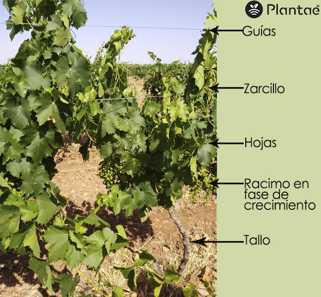 Envero en los viñedos