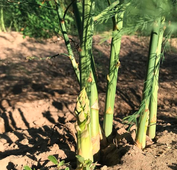 Espárrago y esparraguera