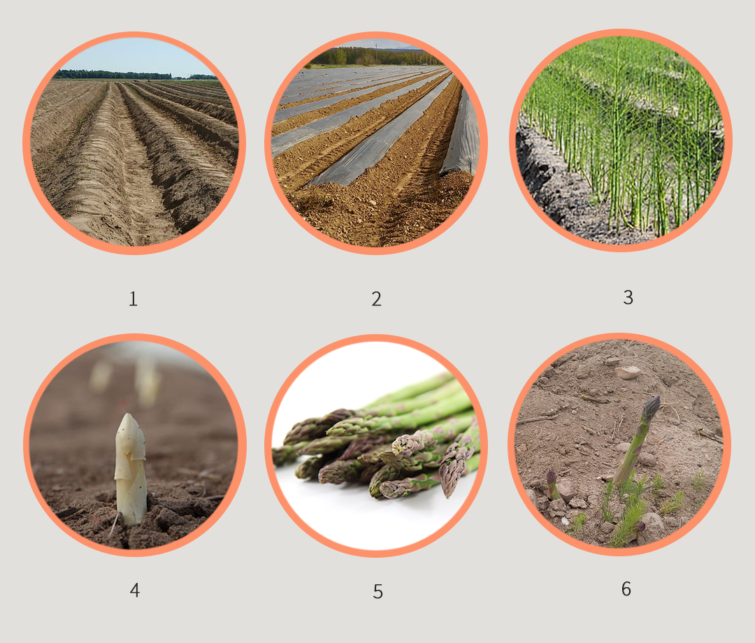 fases de la producción de espárrago