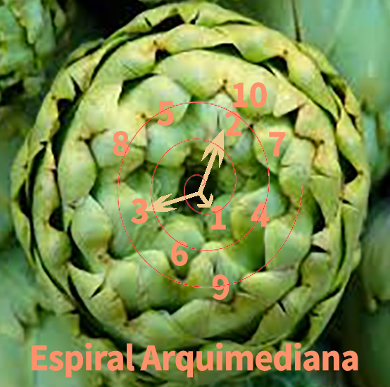 espiral áurea en alcachofa