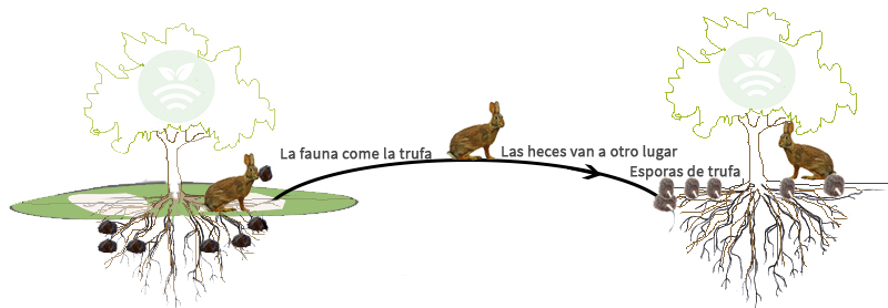 Ciclo reproductor de las trufas mediante fauna