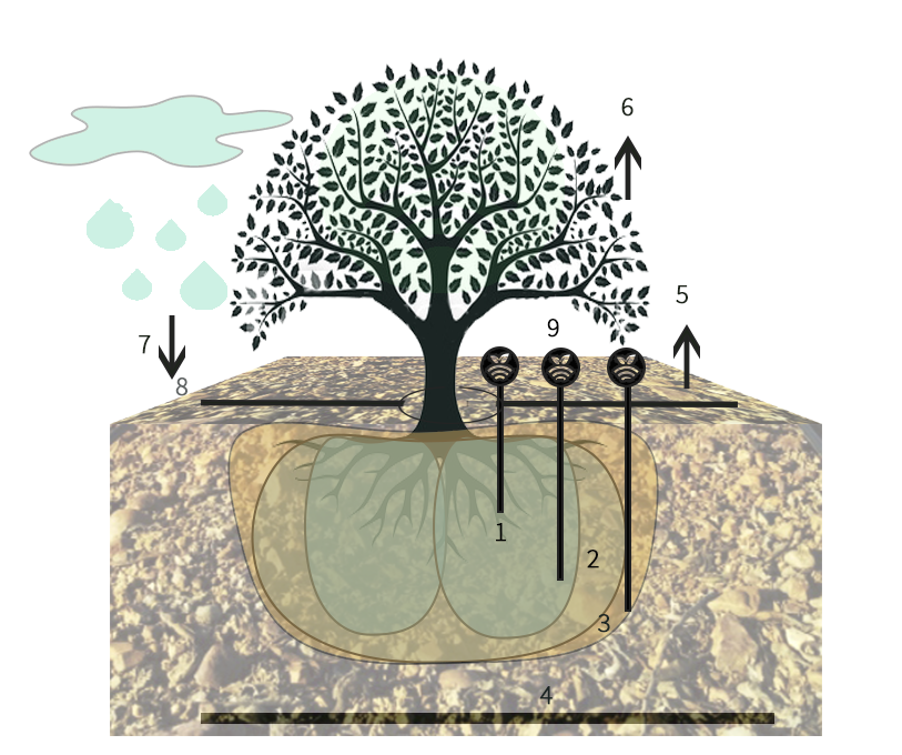 Esquema de evotranspiración en terreno franco arenoso
