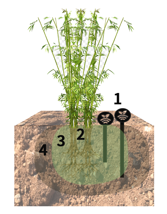 Riego del cannabis CBD
