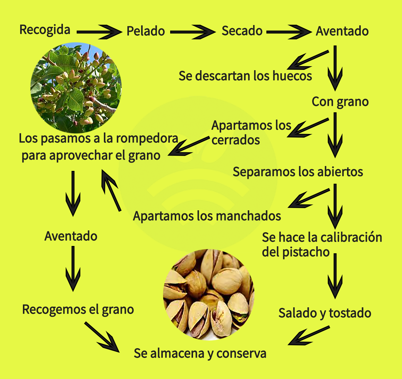 Procesado del pistacho en España