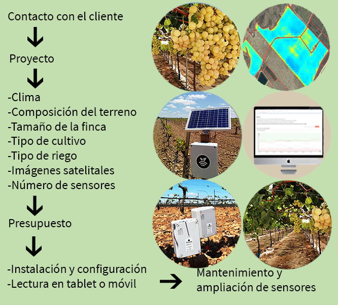 Esquema del riego de uva de mesa