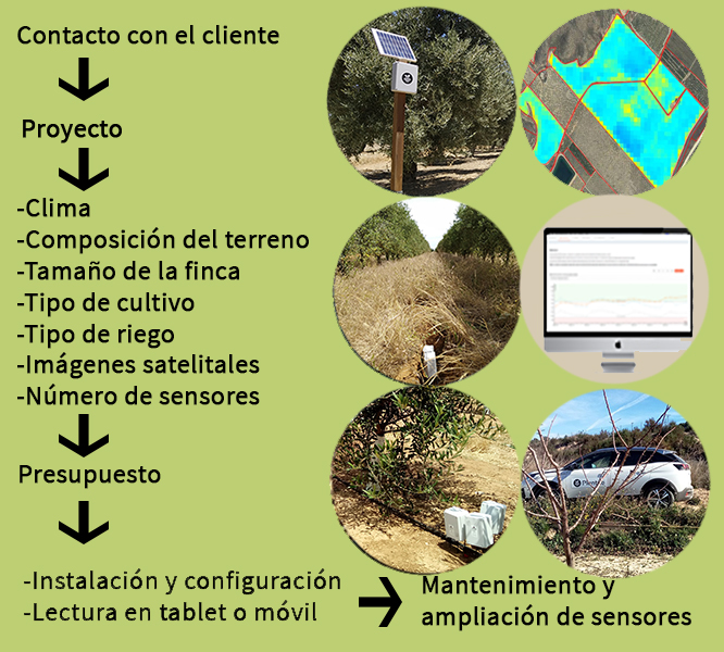 Esquema del riego-Olivo en España