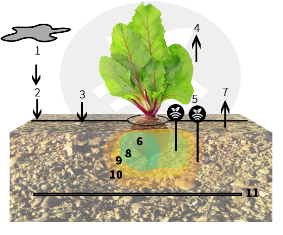 Esquema de riego con sondas en remolacha