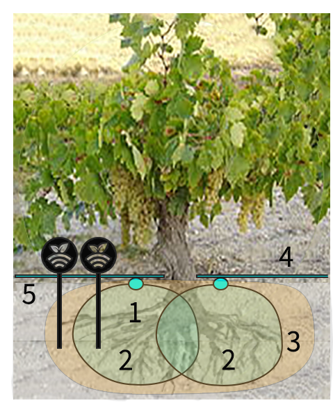 Esquema de riego por goteo en vino de Jumilla