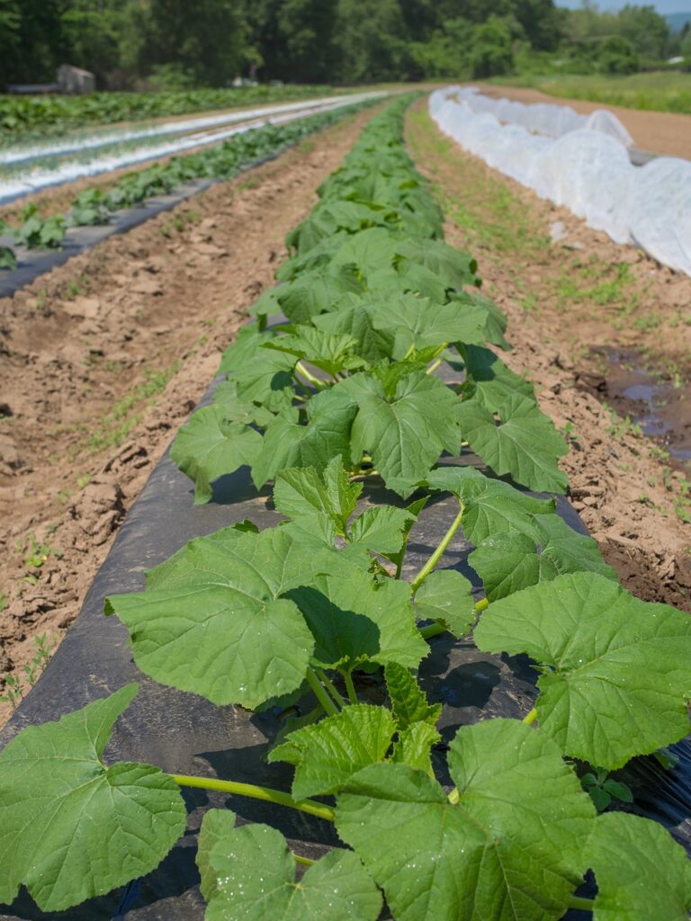 Plantación de calabacines en surcos acolchados