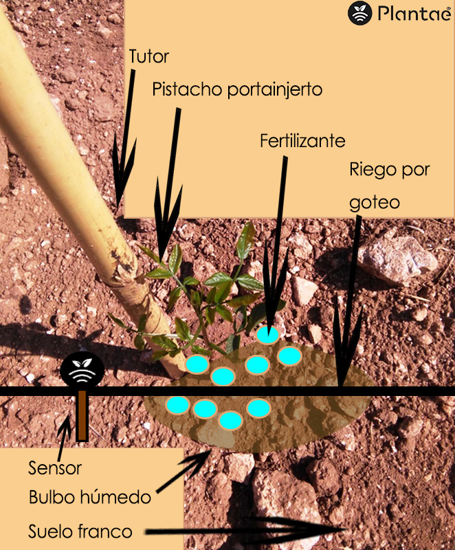 Fertilizantes en pistacho