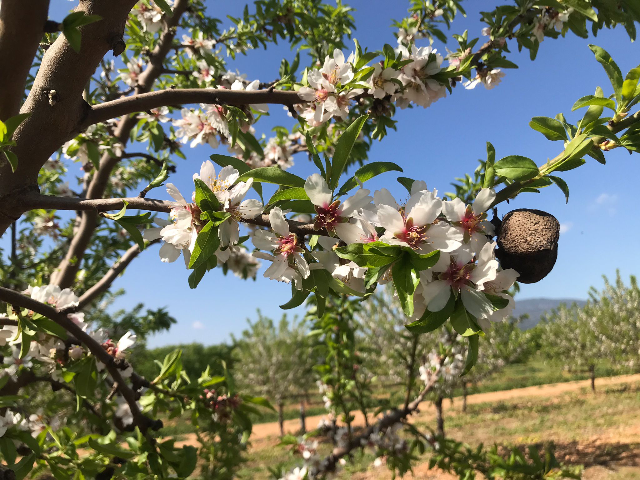 Almendro en flor