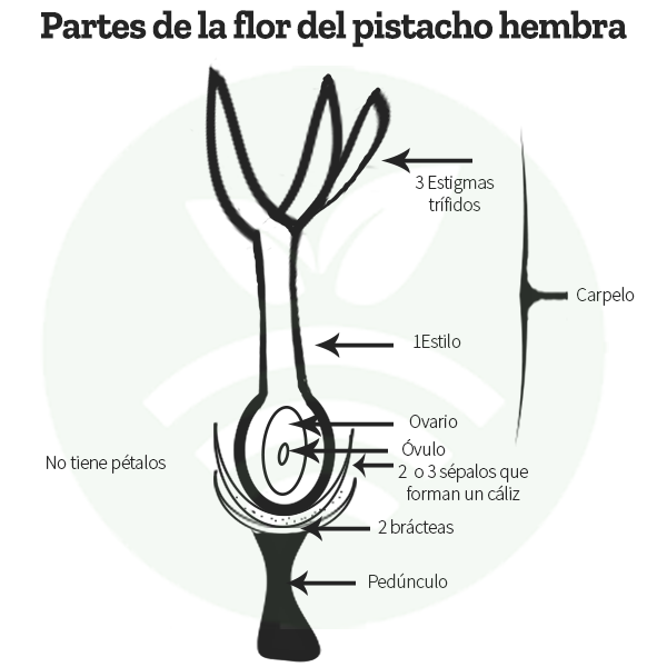 Partes de la flor del pistacho hembra
