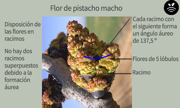 Flor de pistacho macho