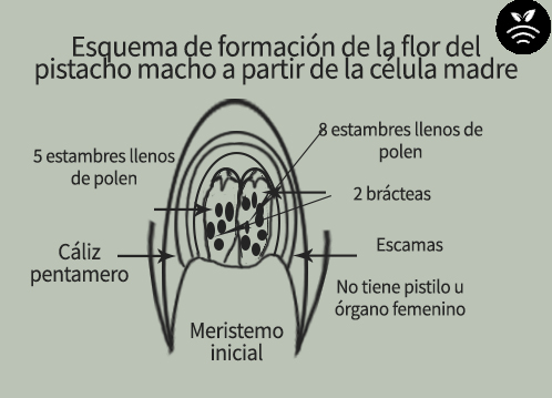 Flor de pistacho macho