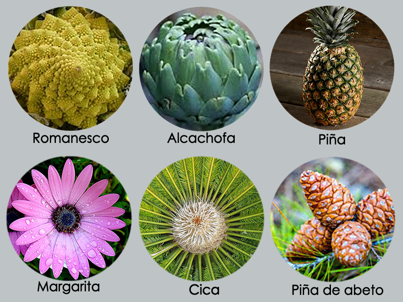 Fibonacci y número áureo en las plantas