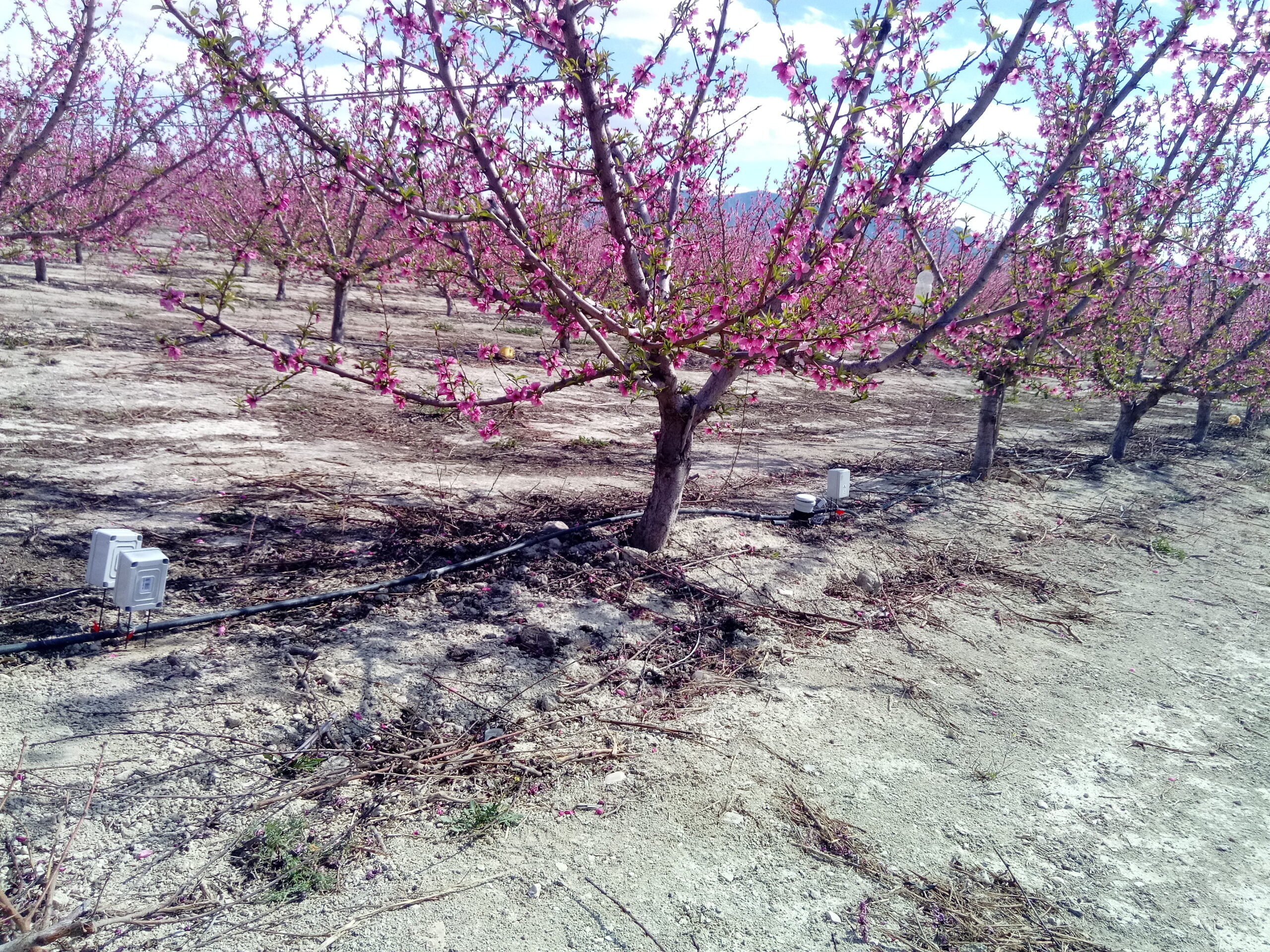 Frutal en flor con caudalímetro en el riego