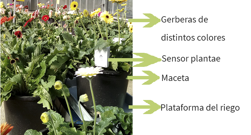 Flor gerbera con sensores