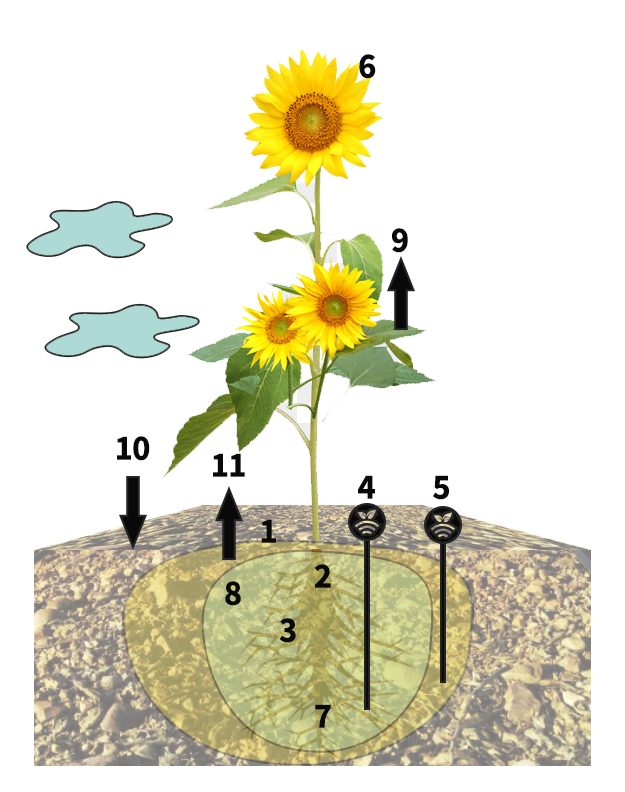El riego con sondas en leguminosas