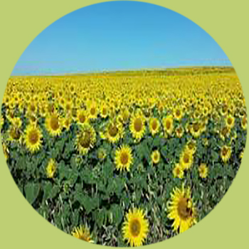 Girasoles