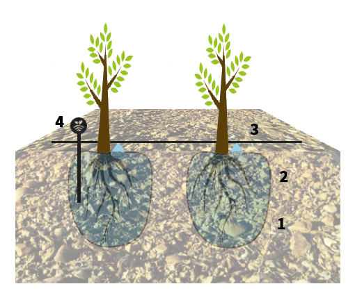 Planta joven con bulbo húmedo