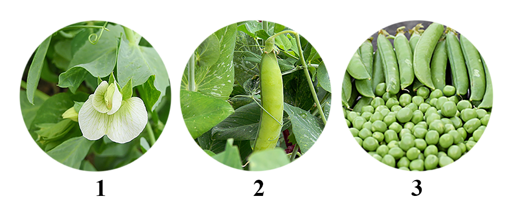 Los guisantes en España