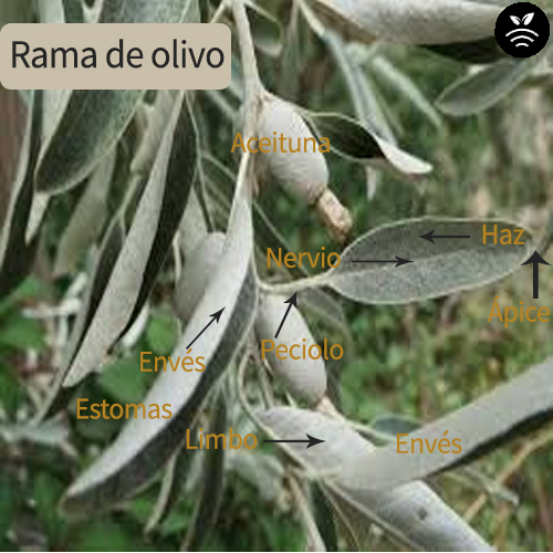 Rama de olivo