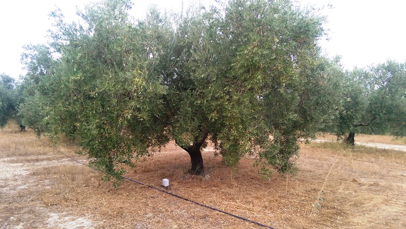 Sensores de humedad en olivos variedad hojiblanca