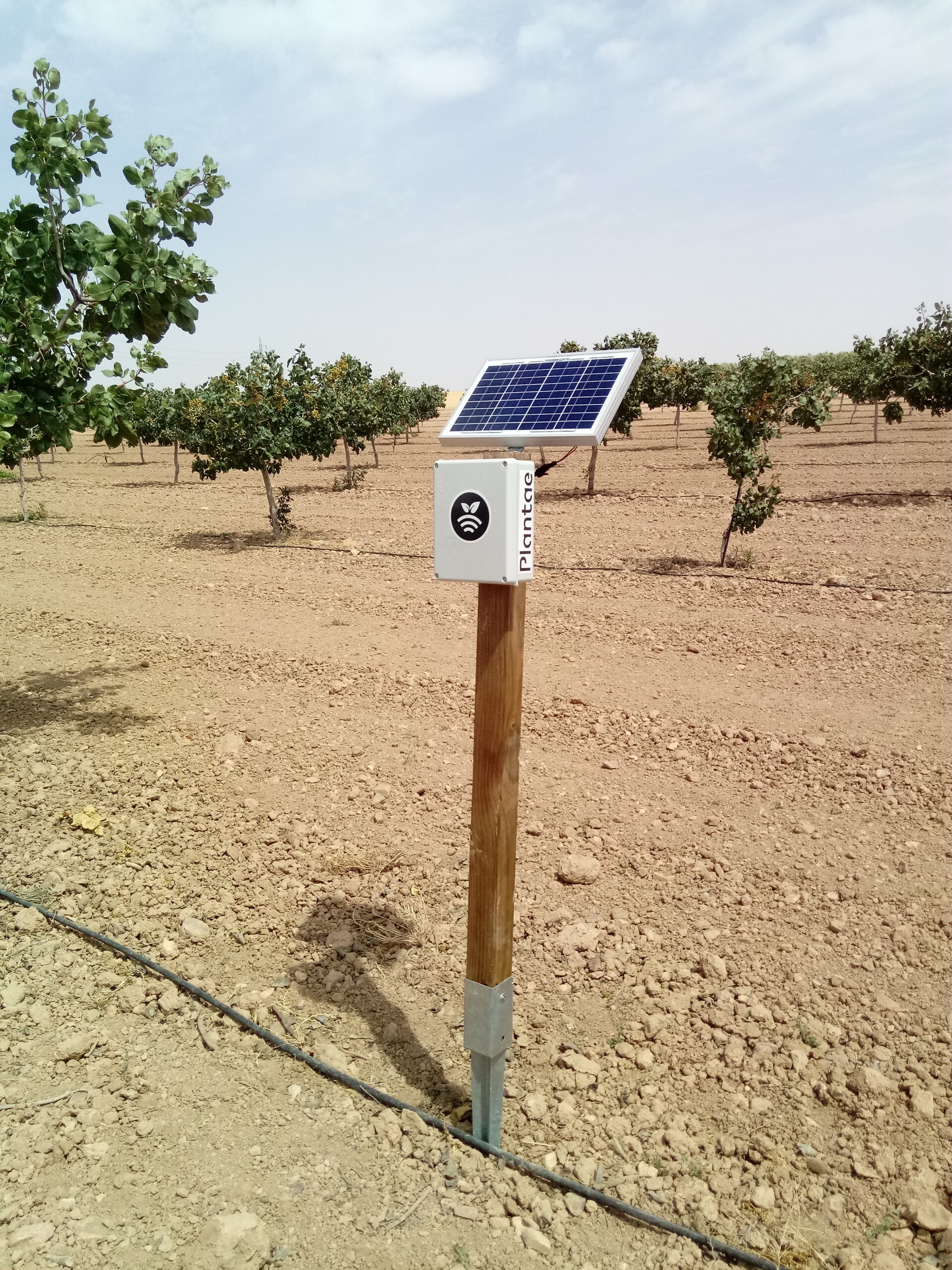 hub receptor en Pistachos