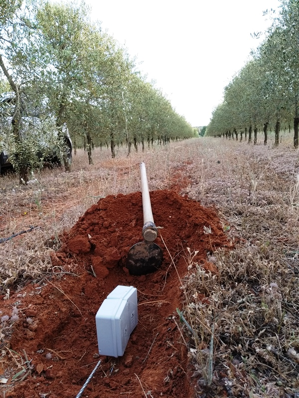 Olivos intensivos con maleza- Sensores enterrados para control de humedad