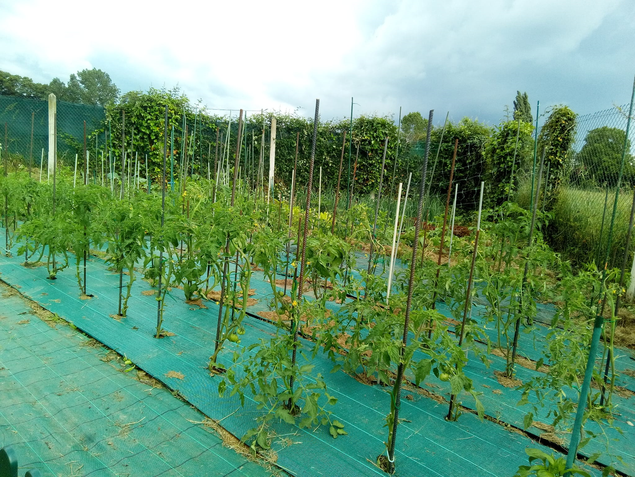 Tomates y pimientos con malla antihierbas