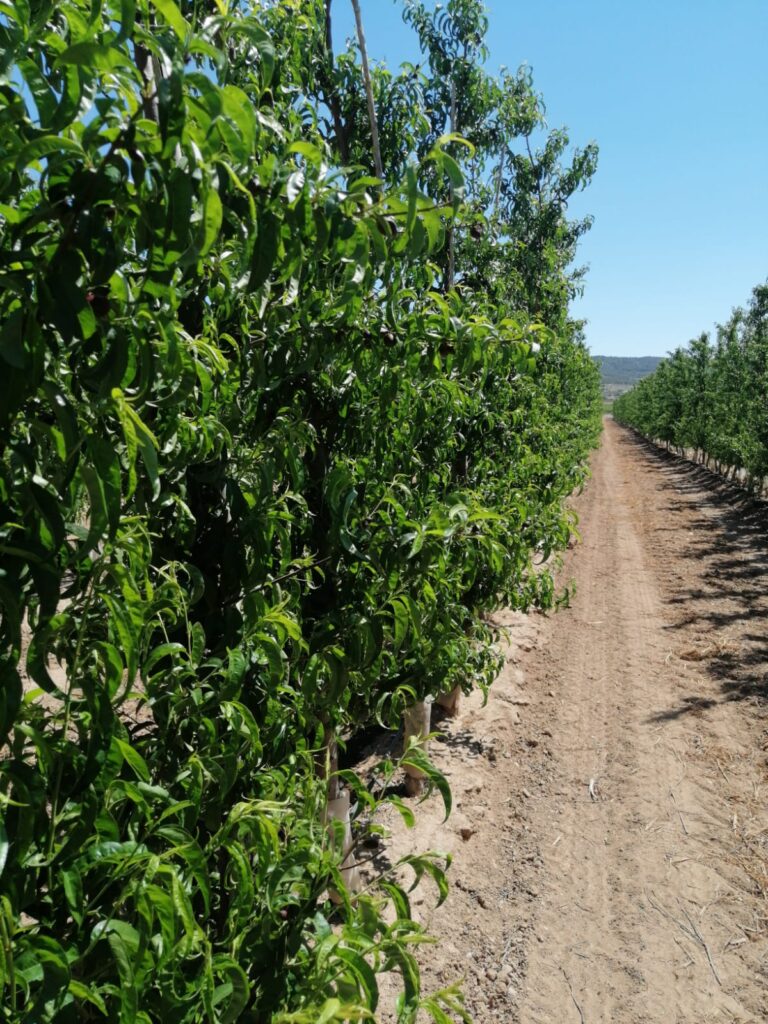 Intensivo de Ciruela