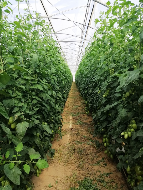 Invernadero de tomate