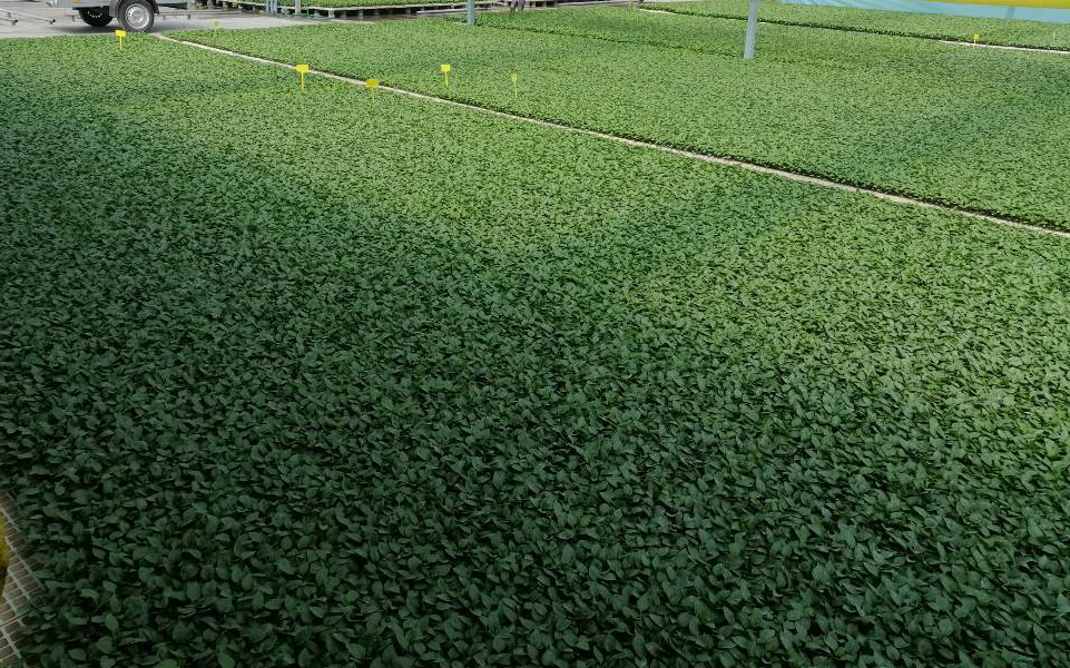 Invernadero de plantas de tomate controlado por sensores