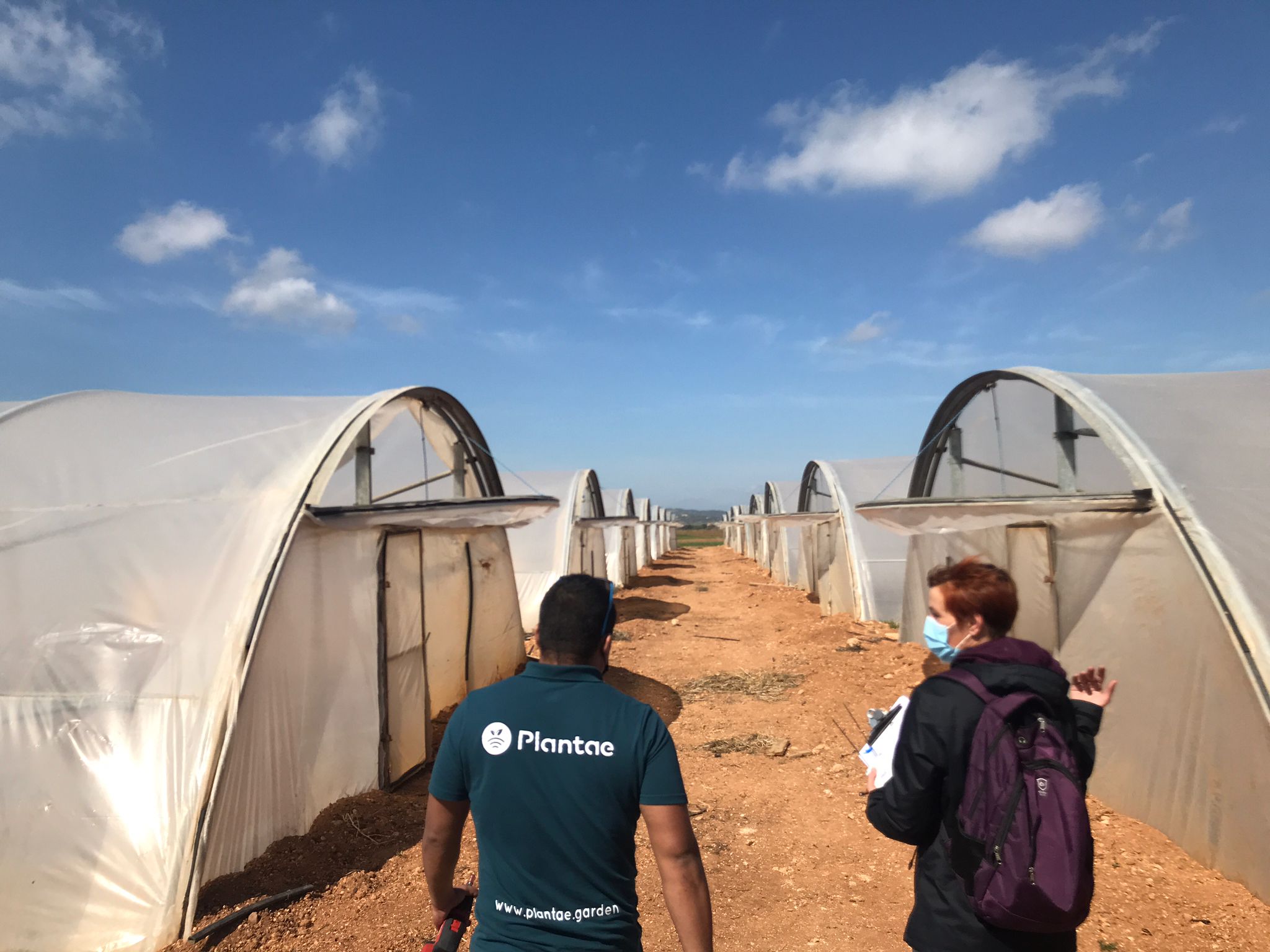 Invernaderos de melón