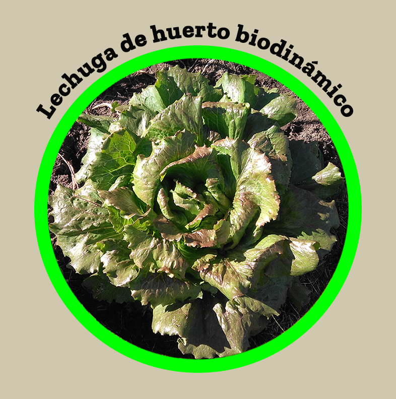 lechuga-agricultura-biodinámica